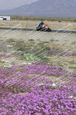 media/Feb-04-2023-SoCal Trackdays (Sat) [[8a776bf2c3]]/Turn 15 Inside Blooming (1050am)/